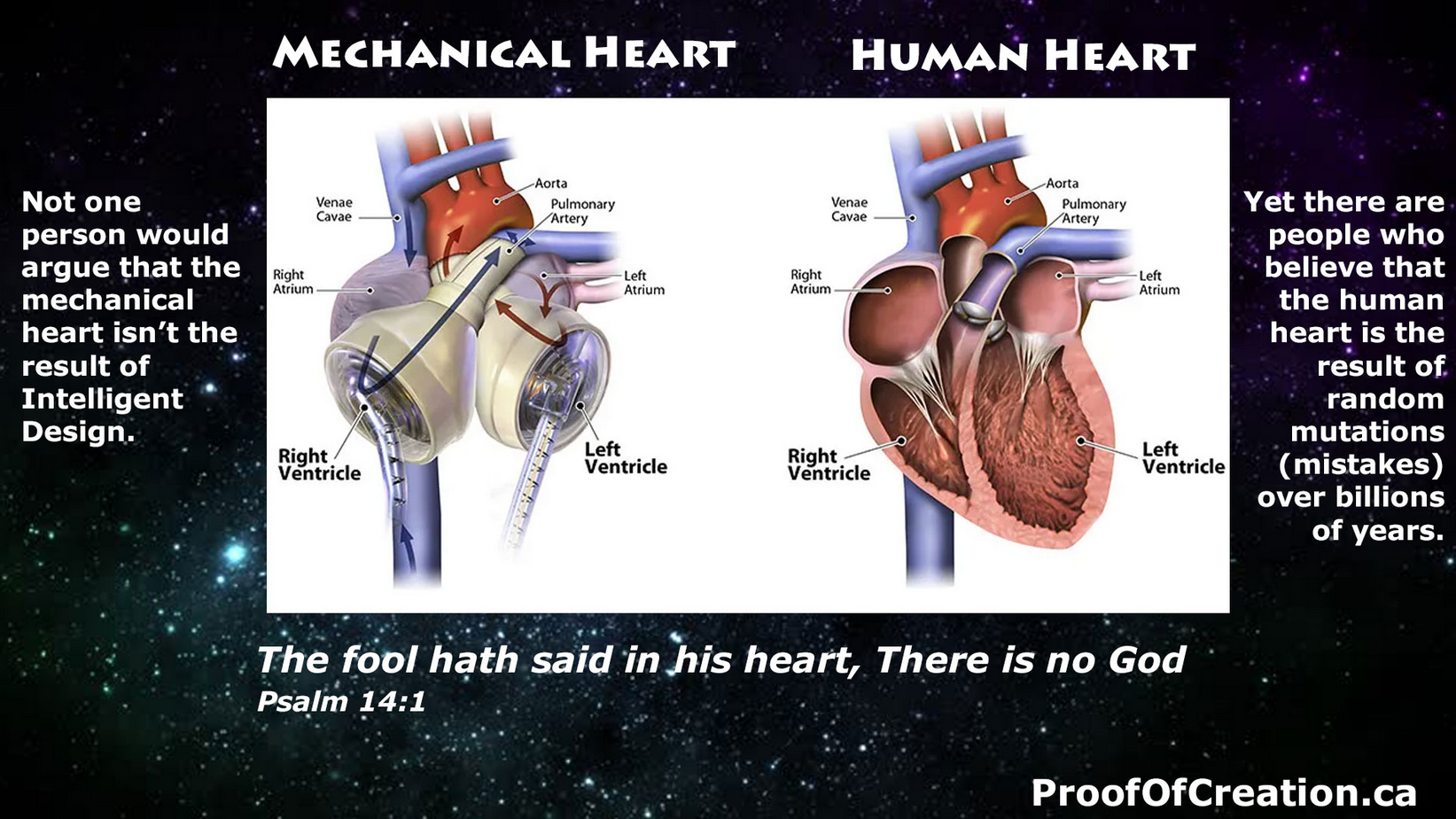 Heart